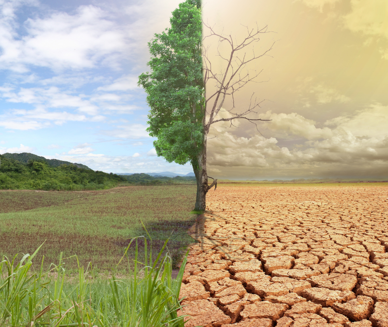 sécheresse-verdure-réchauffement-climatique-planète