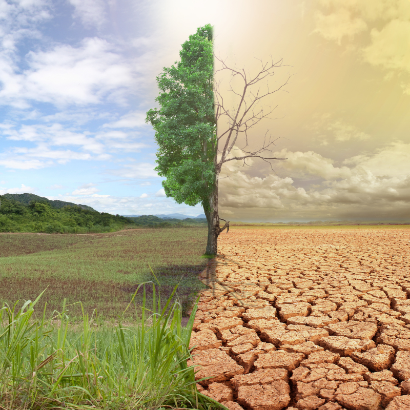 sécheresse-verdure-réchauffement-climatique-planète
